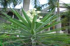 Yucca gloriosa
